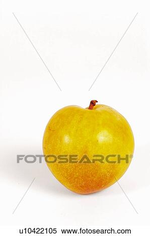Stock Photography - Fruit, Plum, Plum fruit, Yellow, Yellow plum, Yellow plum fruit, Round. Fotosearch