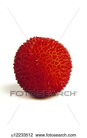 Stock Image - Fruit, Red, Red color, Red colour, Round, One, Strawberry tree. Fotosearch