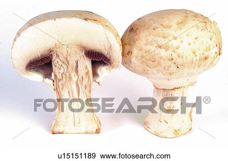 Mushroom, Mushrooms, Two, Speckled, Fungus, White, Half View Large Photo Image Stock Photo - Mushroom, Mushrooms, Two, Speckled, Fungus, White, Half. Fotosearch