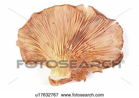 Mushroom, One, Cut, Half, Half a mushroom View Large Photo Image Stock Photo - Mushroom, One, Cut, Half, Half a mushroom. Fotosearch