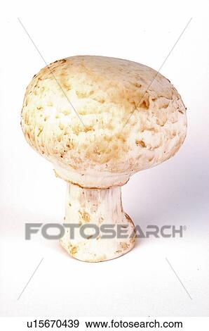 Mushroom, One, Speckled, Fungus, White View Large Photo Image Stock Photo - Mushroom, One, Speckled, Fungus, White. Fotosearch