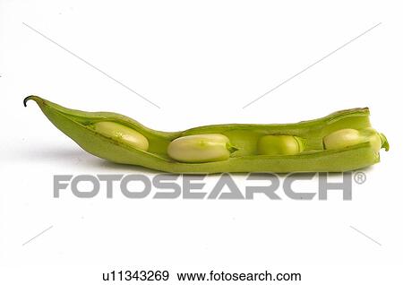 Vegetable, Bean, Green, Green bean, One, Curve, Cut View Large Photo Image Stock Photo - Vegetable, Bean, Green, Green bean, One, Curve, Cut. Fotosearch