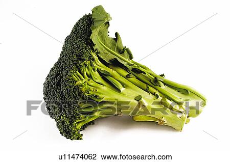 Vegetable, Broccoli, Green, One View Large Photo Image Stock Image - Vegetable, Broccoli, Green, One. Fotosearch