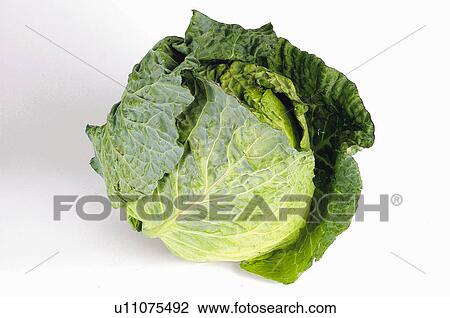 Vegetable, Cabbage, One, Green, Leaf, Leaves View Large Photo Image Stock Image - Vegetable, Cabbage, One, Green, Leaf, Leaves. Fotosearch