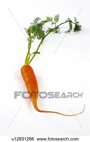 Stock Photograph - Vegetable, Carrot, Orange, Orange colour, Orange color, One, Root. Fotosearch