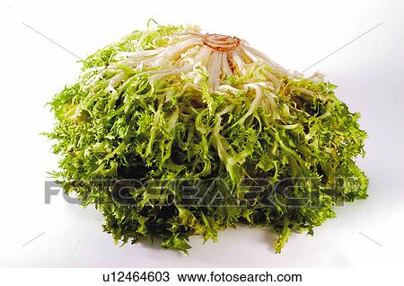 Stock Image - Vegetable, Curly, Curly endive, Escarole, Leaf, Leaves, Green. Fotosearch