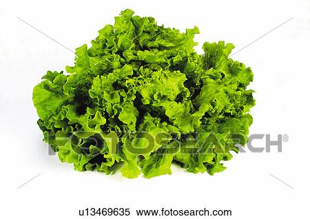 Vegetable, Lettuce, Curl lettuce, Curl, Green, Salad, Leaf View Large Photo Image Stock Photography - Vegetable, Lettuce, Curl lettuce, Curl, Green, Salad, Leaf. Fotosearch
