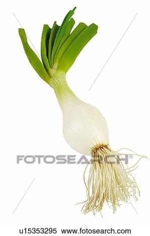 Stock Photography - Vegetable, Onion, Spring onion, Green onion, Stem, Stalk, Root. Fotosearch