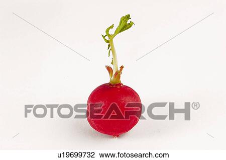 Vegetable, Radish, Horseradish, Red, One, Stem, Stalk View Large Photo Image Stock Image - Vegetable, Radish, Horseradish, Red, One, Stem, Stalk. Fotosearch