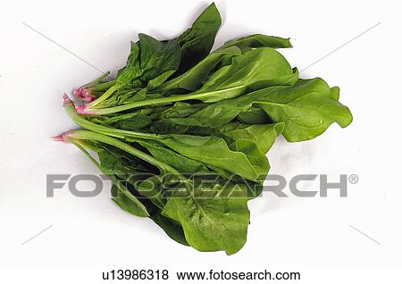 Vegetable, Spinach, Spinaches, Green, Leaf, Leaves, Handful View Large Photo Image Stock Photo - Vegetable, Spinach, Spinaches, Green, Leaf, Leaves, Handful. Fotosearch