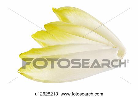 Stock Image - Vegetable, Vegetables, Endive, Endives, Leaf, Leaves, Various. Fotosearch