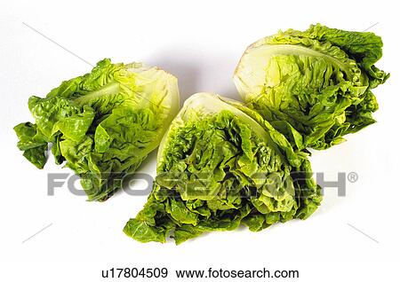 Vegetable, Vegetables, Lettuce, Lettuces, Heart lettuce, Heart Lettuces, Green View Large Photo Image Stock Photo - Vegetable, Vegetables, Lettuce, Lettuces, Heart lettuce, Heart Lettuces, Green. Fotosearch