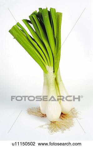 Vegetable, Vegetables, Onion, Onions, Spring onion, Spring onions, Green onion View Large Photo Image Stock Image - Vegetable, Vegetables, Onion, Onions, Spring onion, Spring onions, Green onion. Fotosearch