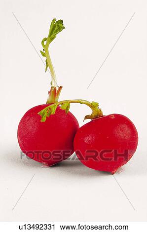Vegetable, Vegetables, Radish, Radishes, Horseradish, Horseradishes, Red View Large Photo Image Stock Image - Vegetable, Vegetables, Radish, Radishes, Horseradish, Horseradishes, Red. Fotosearch