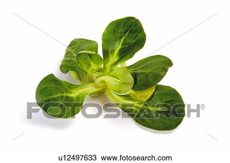 Vegetable, Watercress, Watercresses, Green, Leaf, Leaves, Handful View Large Photo Image Stock Image - Vegetable, Watercress, Watercresses, Green, Leaf, Leaves, Handful. Fotosearch