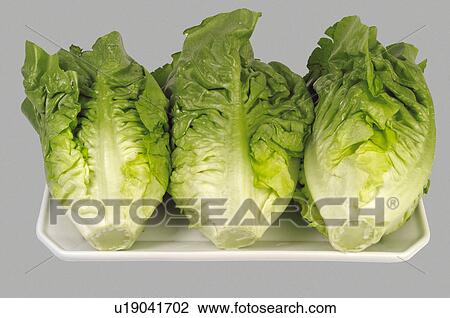 Stock Image - Supermarket, Food, Tray, Vegetable, Vegetables, Lettuce, Lettuces. Fotosearch