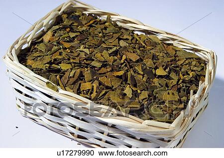 Herb, Herbs, Health, Infusion, Infusions, Herbalist, Medicinal herbs View Large Photo Image Stock Image - Herb, Herbs, Health, Infusion, Infusions, Herbalist, Medicinal herbs. Fotosearch