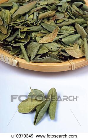 Herb, Herbs, Health, Infusion, Infusions, Herbalist, Medicinal herbs View Large Photo Image Stock Photo - Herb, Herbs, Health, Infusion, Infusions, Herbalist, Medicinal herbs. Fotosearch