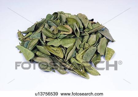 Herb, Herbs, Health, Infusion, Infusions, Herbalist, Medicinal herbs View Large Photo Image Stock Photo - Herb, Herbs, Health, Infusion, Infusions, Herbalist, Medicinal herbs. Fotosearch