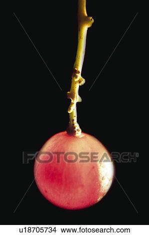 Picture - Food, Fruit, Grape, Black, Black grape, One, Dark. Fotosearch