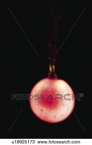 Stock Image - Food, Fruit, Grape, Black, Black grape, One, Dark. Fotosearch