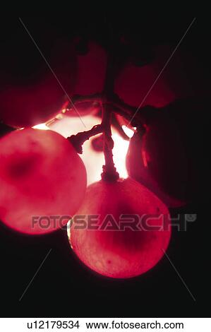 Food, Fruit, Grape, Grapes, Black, Black grapes, Bunch View Large Photo Image Picture - Food, Fruit, Grape, Grapes, Black, Black grapes, Bunch. Fotosearch