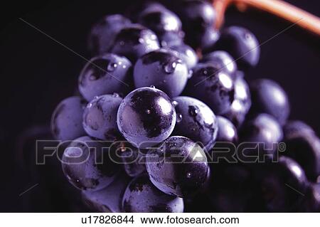 Picture - Food, Fruit, Grape, Grapes, Black, Black grapes, Bunch. Fotosearch