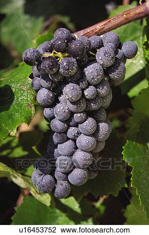 Food, Fruit, Grape, Grapes, Black, Black grapes, Bunch View Large Photo Image Stock Image - Food, Fruit, Grape, Grapes, Black, Black grapes, Bunch. Fotosearch