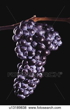 Food, Fruit, Grape, Grapes, Black, Black grapes, Bunch View Large Photo Image Stock Photo - Food, Fruit, Grape, Grapes, Black, Black grapes, Bunch. Fotosearch