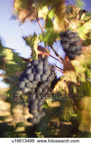 Food, Fruit, Grape, Grapes, Black, Black grapes, Bunch View Large Photo Image Stock Photo - Food, Fruit, Grape, Grapes, Black, Black grapes, Bunch. Fotosearch