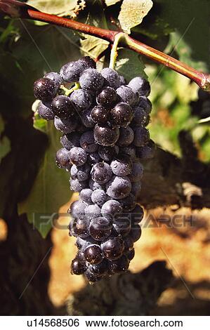 Food, Fruit, Grape, Grapes, Black, Black grapes, Bunch View Large Photo Image Stock Photograph - Food, Fruit, Grape, Grapes, Black, Black grapes, Bunch. Fotosearch