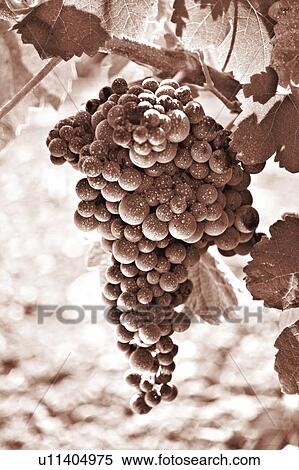 Stock Photography - Food, Fruit, Grape, Grapes, Black, Black grapes, Bunch. Fotosearch