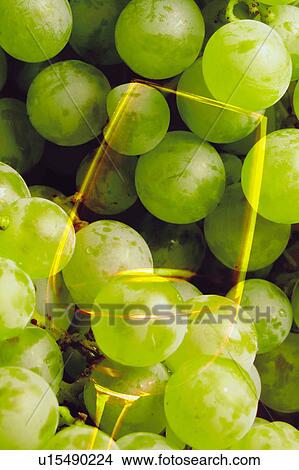 Food, Fruit, Grape, Grapes, White, White grapes, Bunch View Large Photo Image Picture - Food, Fruit, Grape, Grapes, White, White grapes, Bunch. Fotosearch