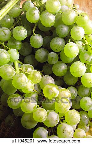 Food, Fruit, Grape, Grapes, White, White grapes, Bunch View Large Photo Image Stock Image - Food, Fruit, Grape, Grapes, White, White grapes, Bunch. Fotosearch