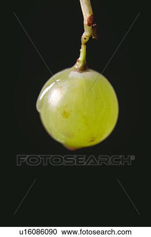Stock Image - Food, Fruit, Grape, Grapes, White, White grape, One. Fotosearch