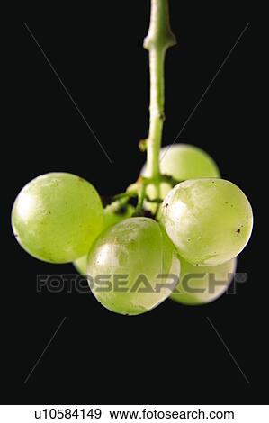 Food, Fruit, Grape, Grapes, White, White grapes, Bunch View Large Photo Image Stock Photo - Food, Fruit, Grape, Grapes, White, White grapes, Bunch. Fotosearch