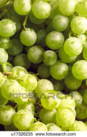 Stock Photography - Food, Fruit, Grape, Grapes, White, White grapes, Bunch. Fotosearch