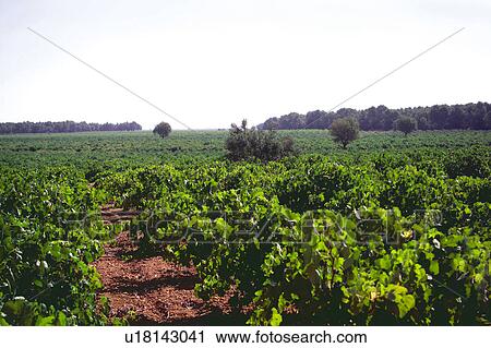 Stock Image - Wine, Nature, Landscape, Vineyard, Plant, Plants, Leaf. Fotosearch