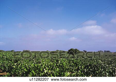 Wine, Nature, Landscape, Vineyard, Plant, Plants, Leaf View Large Photo Image Stock Photo - Wine, Nature, Landscape, Vineyard, Plant, Plants, Leaf. Fotosearch