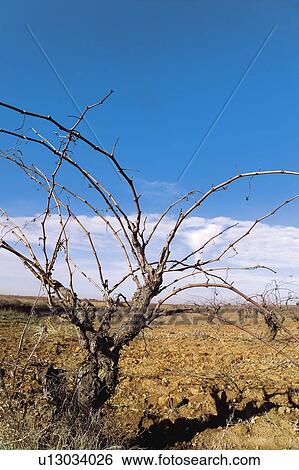 Stock Photograph - Wine, Nature, Landscape, Vineyard, Plant, Plants, Grape harvest. Fotosearch