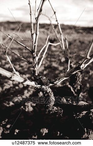 Wine, Nature, Landscape, Vineyard, Plant, Plants, Grape harvest View Large Photo Image Stock Photography - Wine, Nature, Landscape, Vineyard, Plant, Plants, Grape harvest. Fotosearch