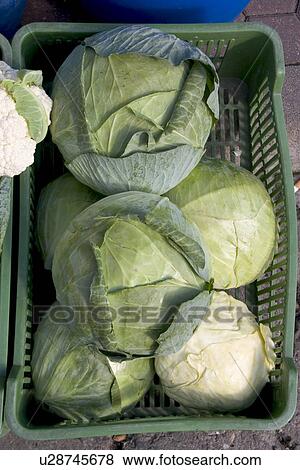 Stock Photo - Cabbage heads for sale at a farmers market. Fotosearch