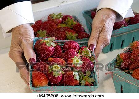 Woman Holding Strawberries View Large Photo Image Stock Photograph - Woman Holding Strawberries. Fotosearch