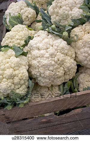 Wooden crate of cauliflower. Lodz Central Poland View Large Photo Image Stock Image - Wooden crate of cauliflower. Lodz Central Poland. Fotosearch