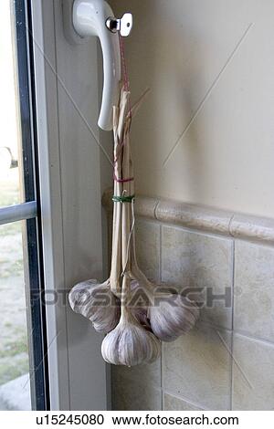 Stock Image - Garlic hanging in a kitchen. Fotosearch