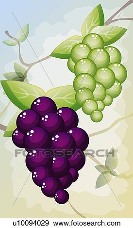 Stock Illustration - Close-up of a bunch of red and green grapes. Fotosearch