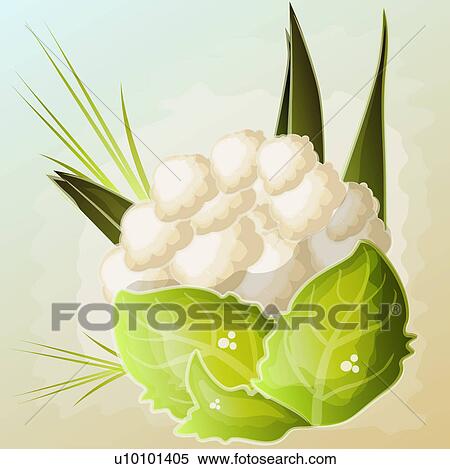 Close-up of a cauliflower View Large Illustration Stock Illustration - Close-up of a cauliflower. Fotosearch