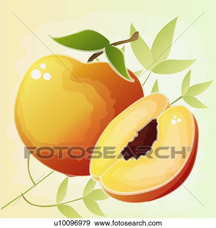 Close-up of apricots View Large Illustration Stock Illustration - Close-up of apricots. Fotosearch