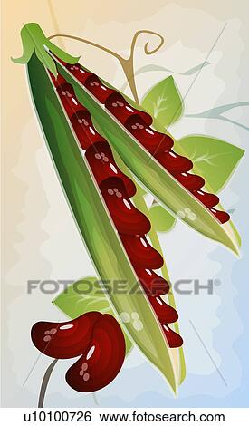 Close-up of beans View Large Illustration Stock Illustration - Close-up of beans. Fotosearch
