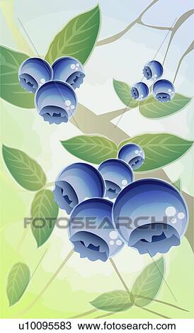 Drawing - Close-up of blueberries. Fotosearch